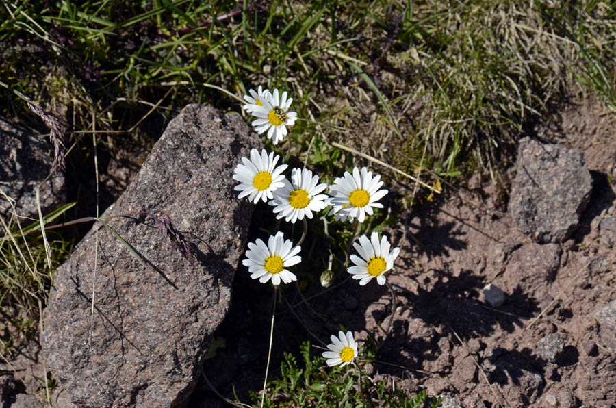 Minuartia recurva